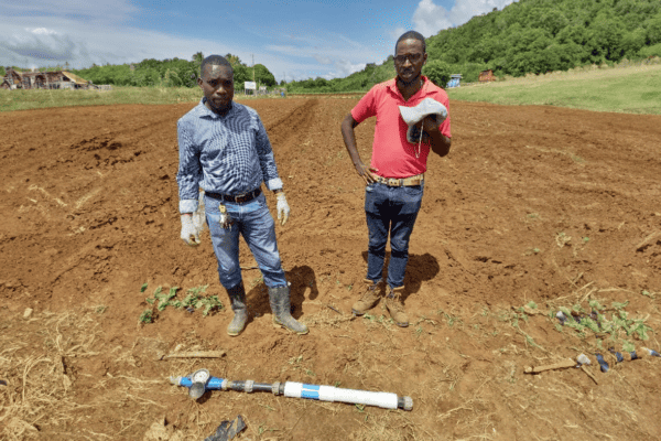 Jamaican Farm - Treated with H2O