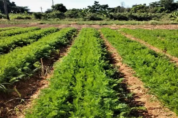 Jamaican Carrot Farm - EcoH2O