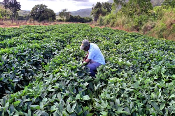 Jamaican Potato Farm with EcoH2O Treatment