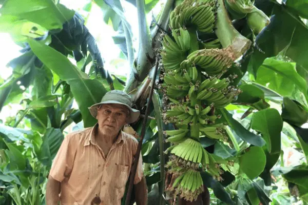 Jamaican Banana Plantation